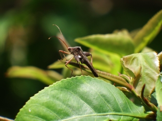 Coreidae sp. (Phatthalung Botanic Gardens, Phatthalung - April 2018)