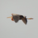 Purple Heron (Mueang Boran FIshponds, Samut Prakan - 5/3/16)