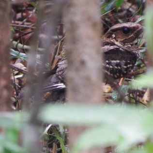 Large-tailed Nightjar (Khao Yai NP, Nakhon Nayok - 26/12/17)