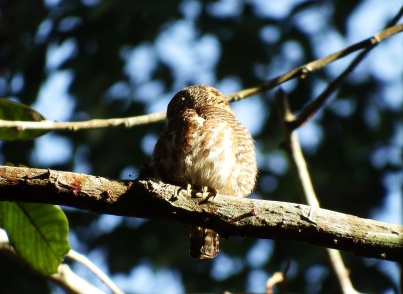 Collared Owlet (Khao Yai NP, Nakhon Ratchisima - 28/1/17)