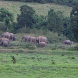 Asian Elephant, Elephas maximus (Kui Buri NP, Prachuap Khiri Khan - 29/9/18)