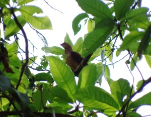 Dove, Little Cuckoo-