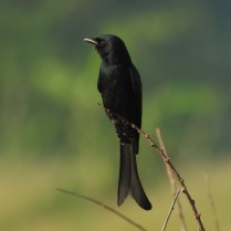 Black Drongo (Lat Krabang paddies, Bangkok - 6/10/18)