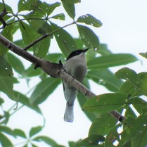 Bar-winged Flycatcher-shrike (Wat Tham Erawan, Loei - 7/10/18)