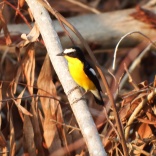 Yellow-rumped Flycatcher - male(Khao Sam Roi Yot NP, Prachuap Khiri Khan - 16/4/16)