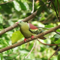 Thick-billed Green-Pigeon - male (Khao Yai NP, Nakhon Ratchasima - 28/12/17)