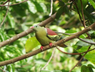 Thick-billed Green-Pigeon - male (Khao Yai NP, Nakhon Ratchasima - 28/12/17)