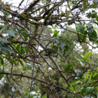 Green-tailed Sunbird - female (Doi Inthanon NP, Chiang Mai - 25/10/18)