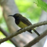 Olive-backed Sunbird (Queen Sirikit Park, Bangkok - 6/4/16)