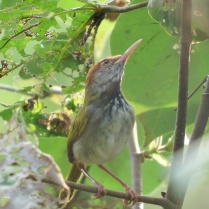 Dark-necked Tailorbird (Bang Krachao, Samut Prakan - 21/2/16)