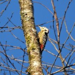 Stripe-breasted Woodpecker (Doi Inthanon NP, Chiang Mai - 26/10/18)