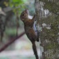 Slender Squirrel, Sundasciurus tenuis (Krung Ching Waterfall, Nakhon Si Thammarat - February 2019)