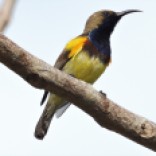 Olive-backed Sunbird (Bang Pu Recreation Centre, Samut Prakan - 17/2/19)