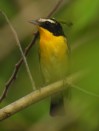 Yellow-rumped Flycatcher - male (Koh Phayam, Ranong - 15/4/19)