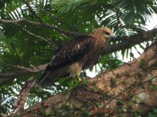 Brahminy Kite - juvenile (Koh Phayam, Ranong - 15/4/19)