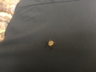 Unlike leeches, ticks really bother me - I found this guy before he got to me properly!