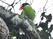 Common Green Magpie - Mae Wong NP