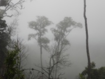 Very misty conditions on the trail to Phu Sawan Viewpoint