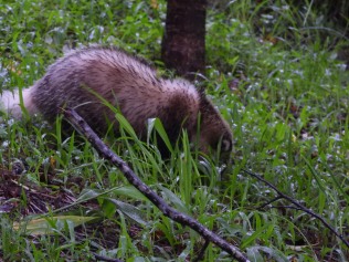Hog Badger, Arctonyx collaris (Mae Wong NP, Kamphaeng Phet - 3/7/19)