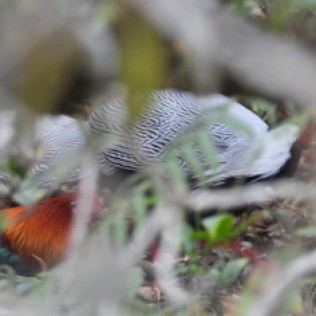 Silver Pheasant (Phu Luang WS, Loei - 1/1/20)