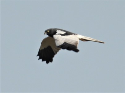 Pied Harrier (Mae Taeng Irrigation Project, Chiang Mai - 27/1/20)