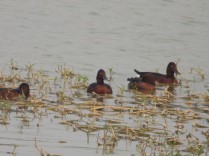 Ferruginous Duck (Nong Kra Hoh marshes, Tak - 30/1/20)