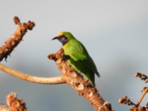 Golden-fronted Leafbird (Doi Lang, Chiang Mai - 26/1/20)