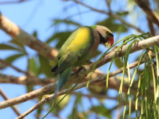 Red-breasted Parakeet (Khao Yai NP, Nakhon Nayok - 22/2/20)
