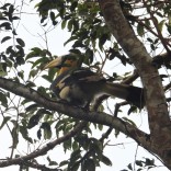 Great Hornbill - immature (Khao Yai NP, Nakhon Ratchasima - 15/6/19)