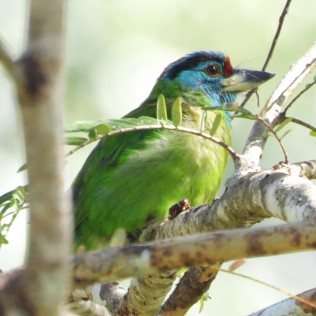 Blue-throated Barbet (Phu Soi Dao NP, Phitsanulok - 21/12/18)