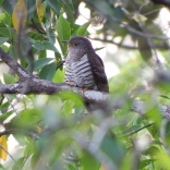 Indian Cuckoo (Laem Talumphuk NHA, Nakhon Si Thammarat - 4/4/18)