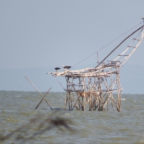 White-bellied Sea-eagle (Lake Songkhla, Phattalung - 5/4/18)