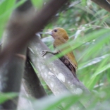 Bamboo Woodpecker - female (Nam Nao NP, Phetchabun - 16/6/18)