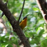 Yellow-rumped Flycatcher - male (Bang Pu Recreation Centre, Samut Prakan - 25/3/17)