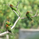 Green Bee-eater (Laem Pak Bia King's Project, Phetchaburi - 30/11/15)