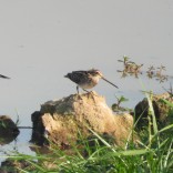 Common Snipe (Mae Taeng Irrigation Project, Chiang Mai - 29/1/20)