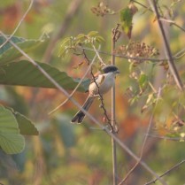 Burmese Shrike (Pasak scrub and woodland, Lamphun - 30/1/20)