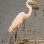 Great Egret (Nong Kra Ho marshes, Tak - 30/1/20)