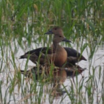 Lesser Whistling-duck (Lat Krabang paddies, Bangkok - 21/4/19)