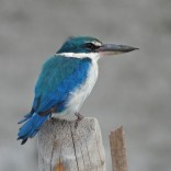 Collared Kingfisher (Khok Kham mudflats, Samut Sakhon - 14/9/19)