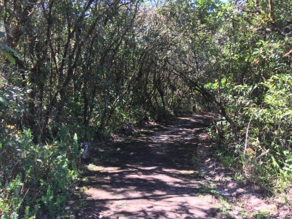 One of the small summit trails