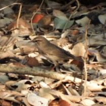 Dusky Warbler (Bang Pu Recreation Centre, Samut Prakan - 5/3/17)