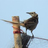 Striated Grassbird (Mueang Boran Fishponds, Samut Prakan - 22/4/20)