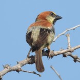 Plain-backed Sparrow (Bang Pu, Samut Prakan - 6/5/20)