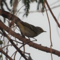 Yellow-browed Warbler (Hang Dong, Chiang Mai - 30/1/20)