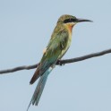 Blue-tailed Bee-eater (Bang Khaem fishponds, Nakhon Pathom fishponds - 26/6/20)