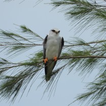 Black-winged Kite (Laem Sui, Surat Thani - 15/7/20)