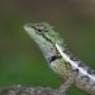Forest Crested Lizard, Calotes emma (Khao Phanom Bencha NP, Krabi - 5/7/20)