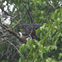 Red-billed Malkoha (Khao Banthad WS, Phatthalung WS - 7/7/20)