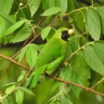 Lesser Green Leafbird - male (San Kala Khiri NP, Songkhla - 9/7/20)